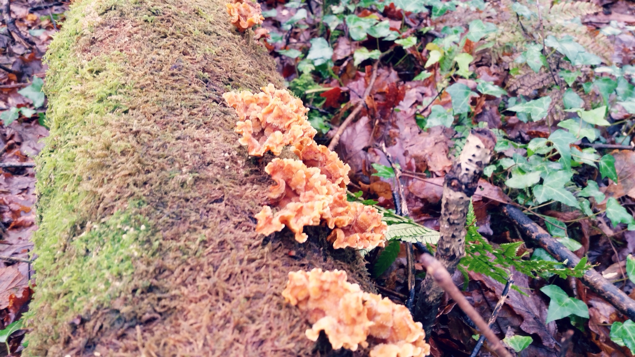 Wenallt Wood Walk - theCardiffCwtch