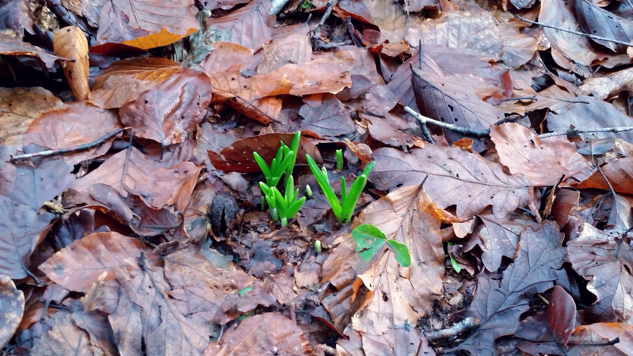 Wenallt Wood Walk - theCardiffCwtch