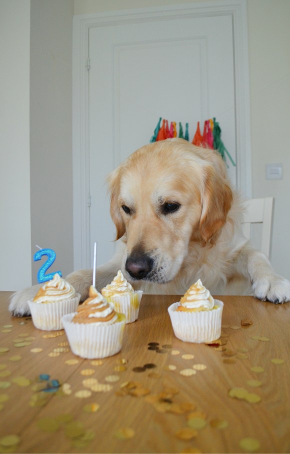 Pupcakes