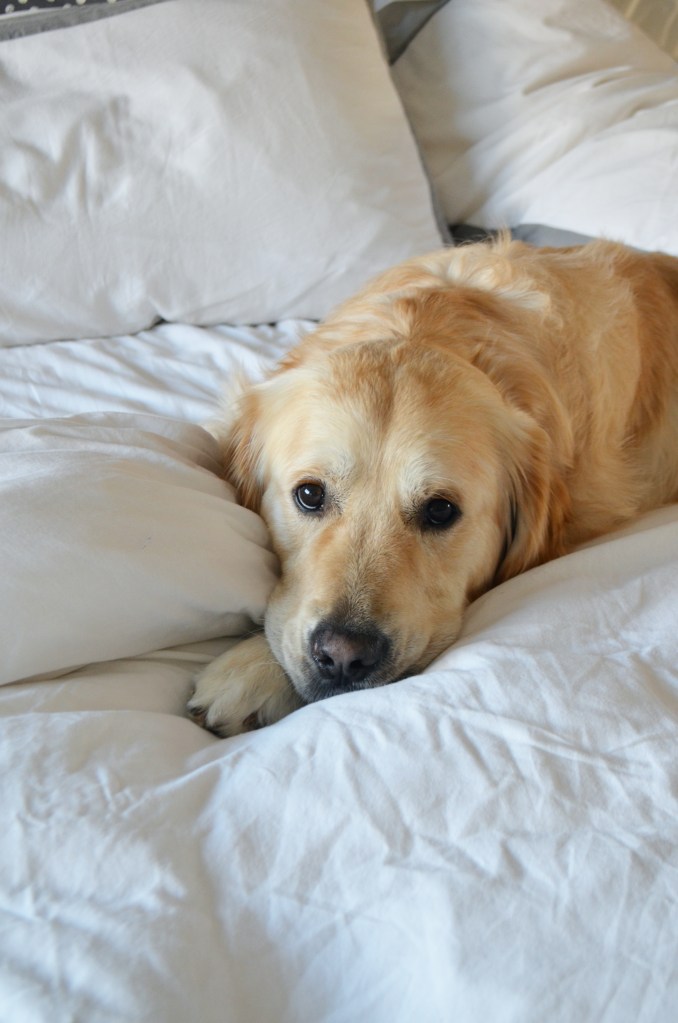 Golden Retriever Stories - The Cardiff Cwtch
