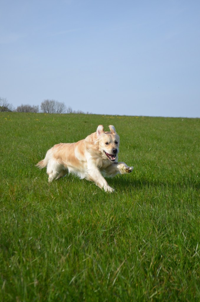 Golden Retriever Stories - The Cardiff Cwtch