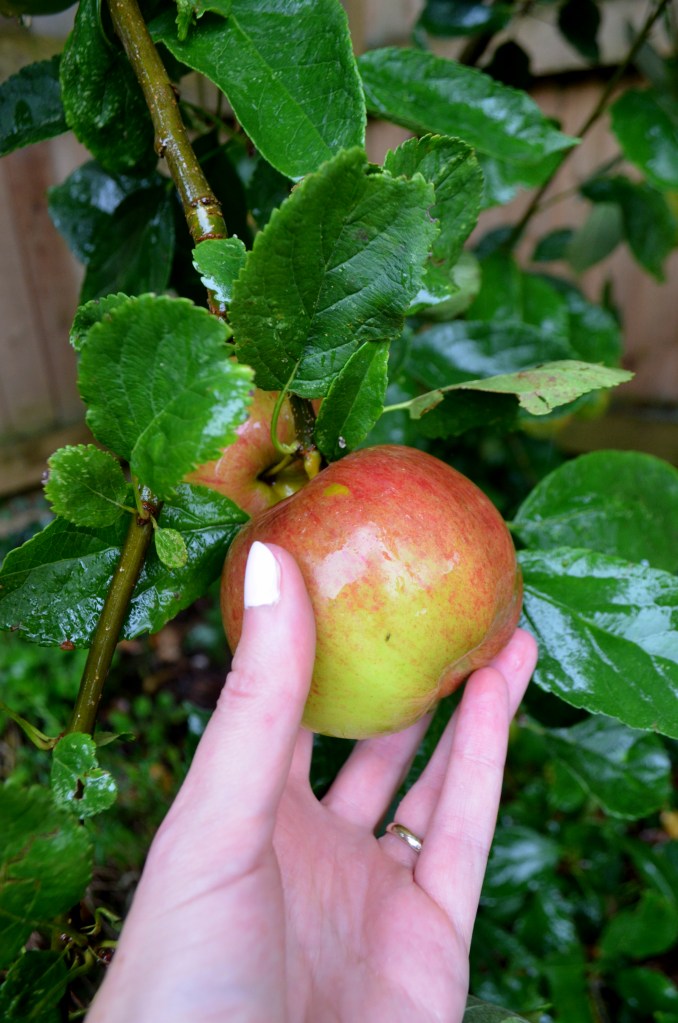 Toffee Apple Cookies