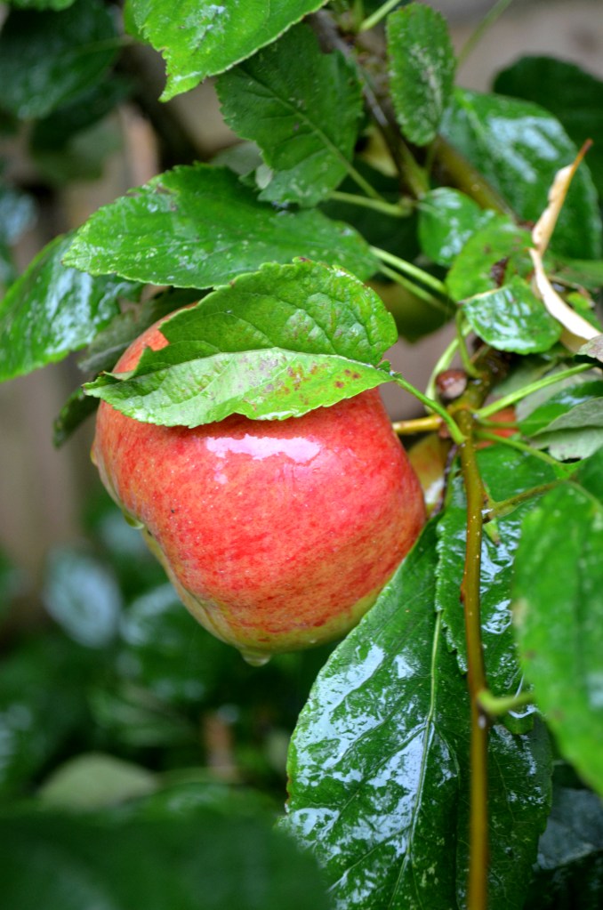 Toffee Apple Cookies