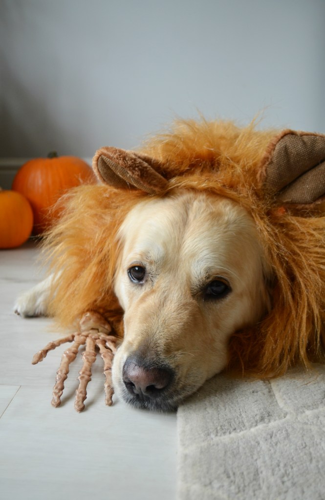 6 Treats to Cook and Bake this Halloween - The Cardiff Cwtch