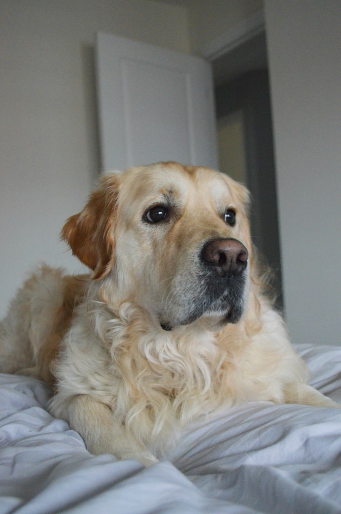 Golden Retriever - The Cardiff Cwtch