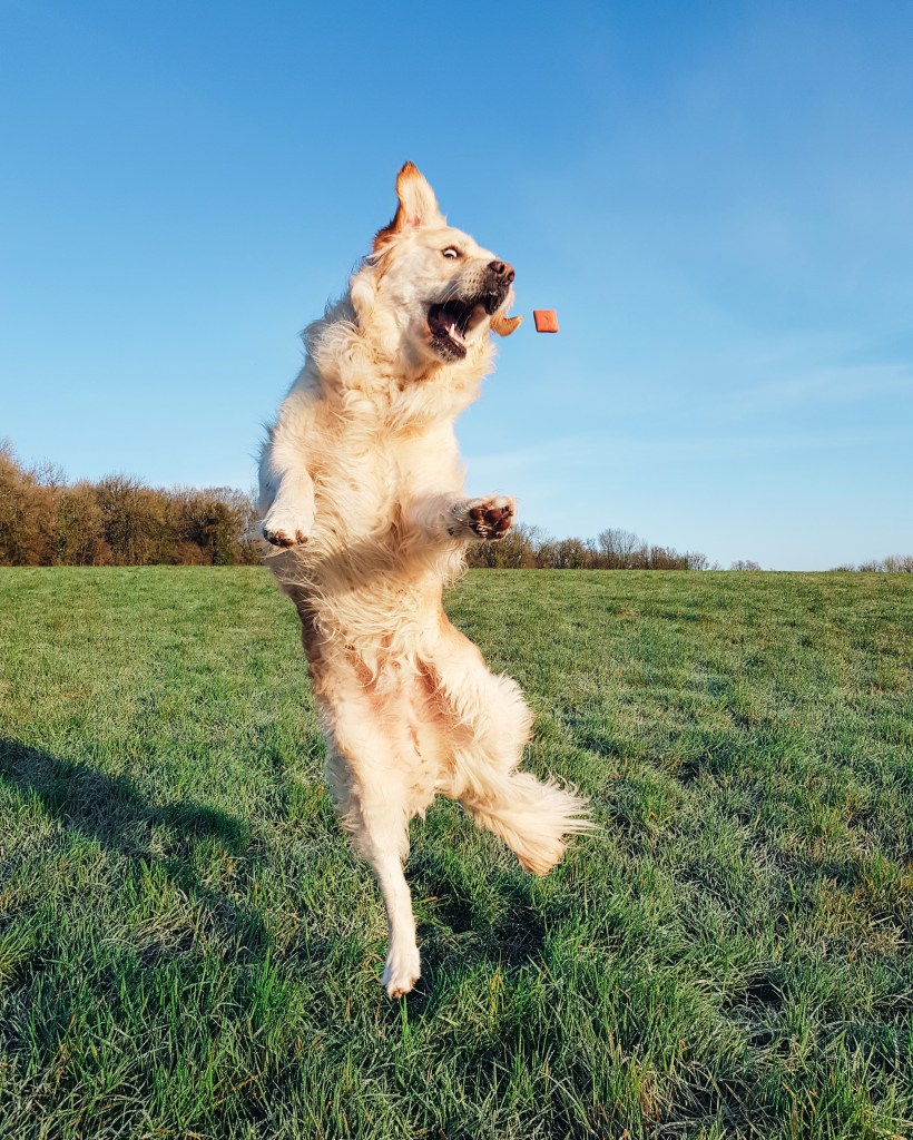 Golden Retriever - The Cardiff Cwtch - Bungle the Golden
