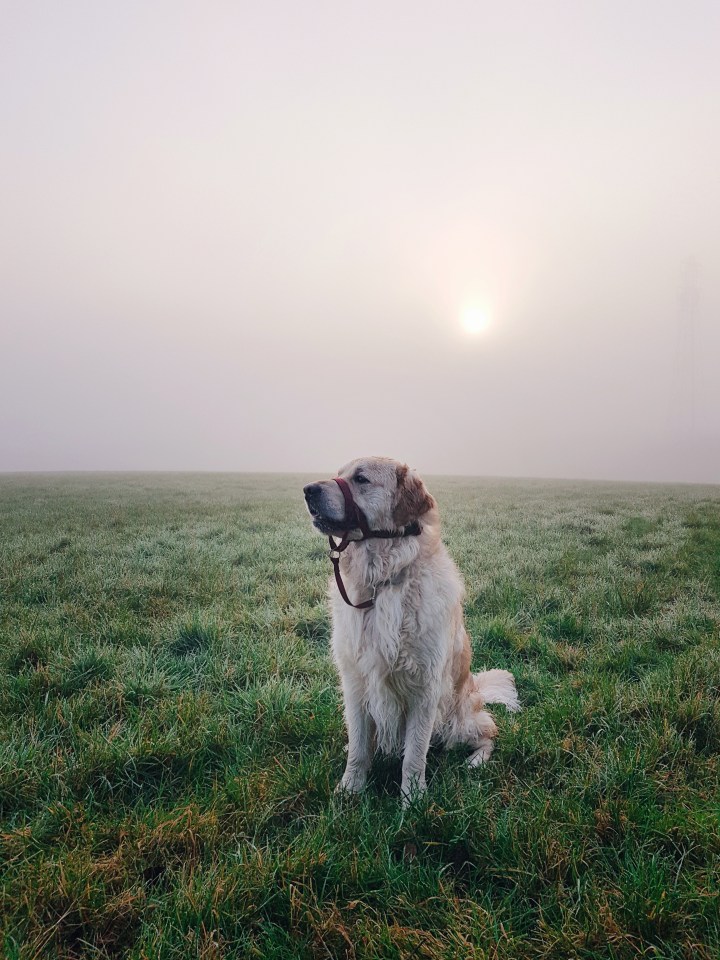 Golden Retriever - The Cardiff Cwtch - Cardiff Bloggers