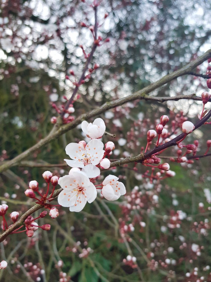 - The Cardiff Cwtch - Cardiff Bloggers