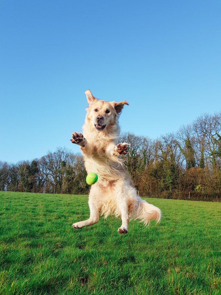 Golden Retriever - The Cardiff Cwtch - Bungle the Golden Catch Fetch