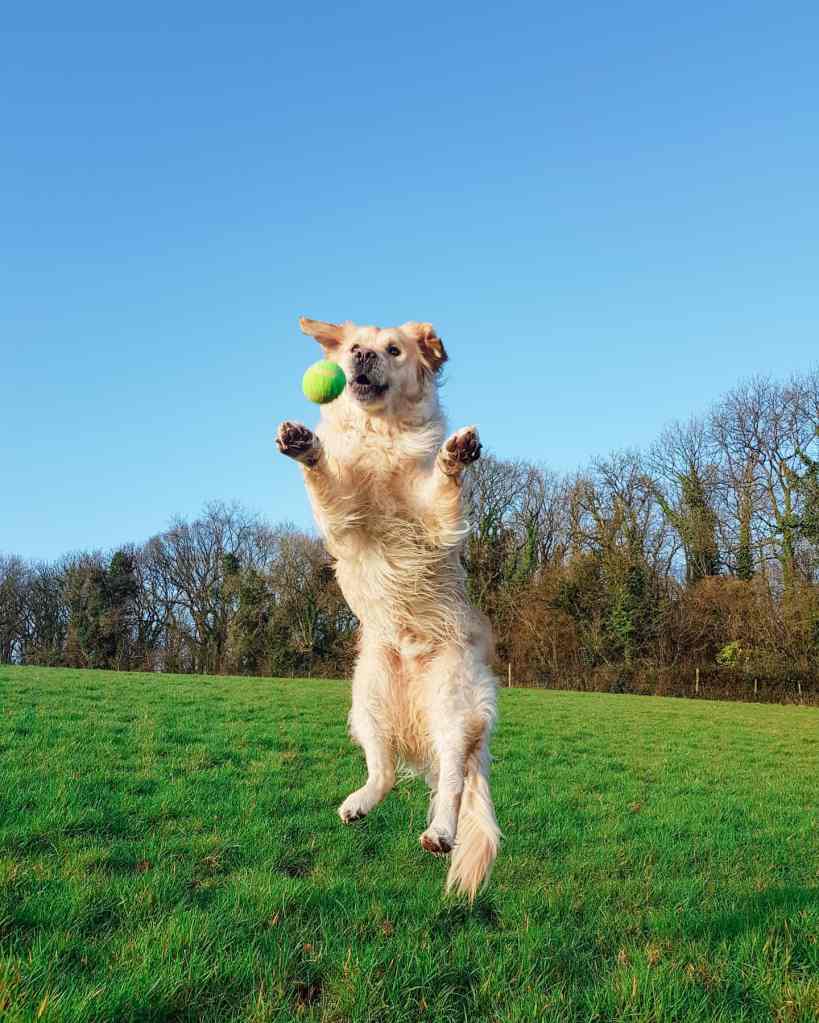 Golden Retriever - The Cardiff Cwtch - Bungle the Golden Catch